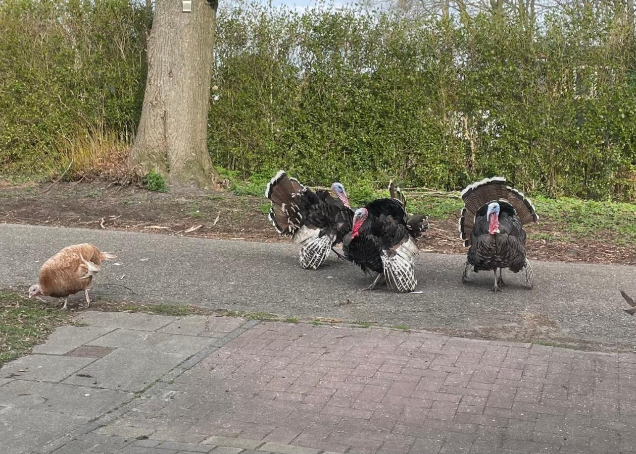 Zomerdijk-Inn Zuid Wanneperveen エクステリア 写真